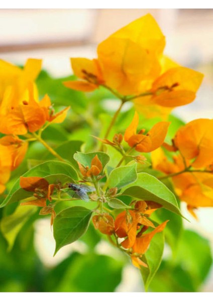 Videolu Sarı Begonvil (90 100 cm)1 Adet Saksılı Çiçekli İç/ Dış Mekan Bitkisi Bougainvillea