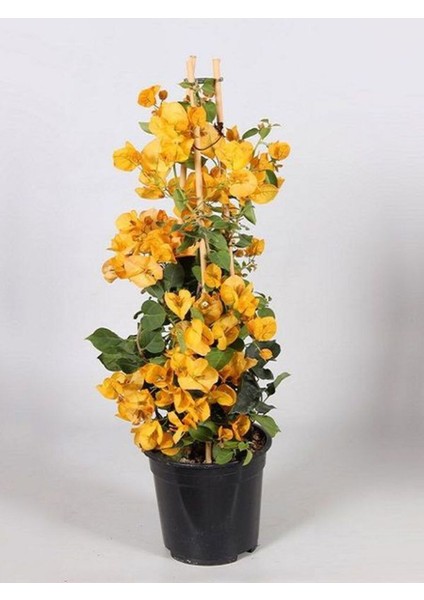 Videolu Sarı Begonvil Çiçeği (30 60 cm)1 Adet Saksılı Çiçekli Bitki Bougainvillea