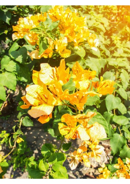 Videolu Sarı Begonvil Çiçeği (30 60 cm)1 Adet Saksılı Çiçekli Bitki Bougainvillea