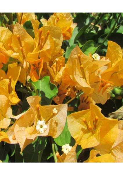 Videolu Sarı Begonvil Çiçeği (30 60 cm)1 Adet Saksılı Çiçekli Bitki Bougainvillea