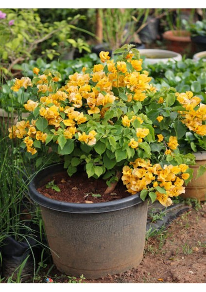 Videolu Sarı Begonvil Çiçeği (30 60 cm)1 Adet Saksılı Çiçekli Bitki Bougainvillea