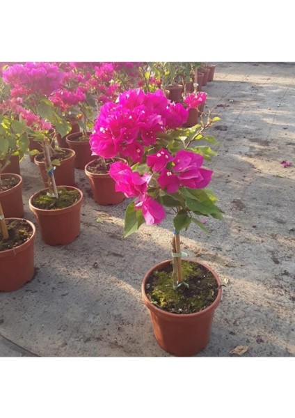 Bodur Begonvil - Begonvil - Bodrum Begonvili Bougainvillea Bahçe Balkon Teras fırsatları