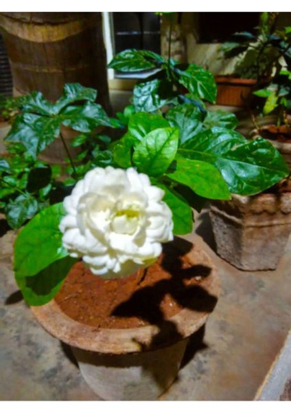 Katmerli Ful Yasemin Kokulu Saksılı