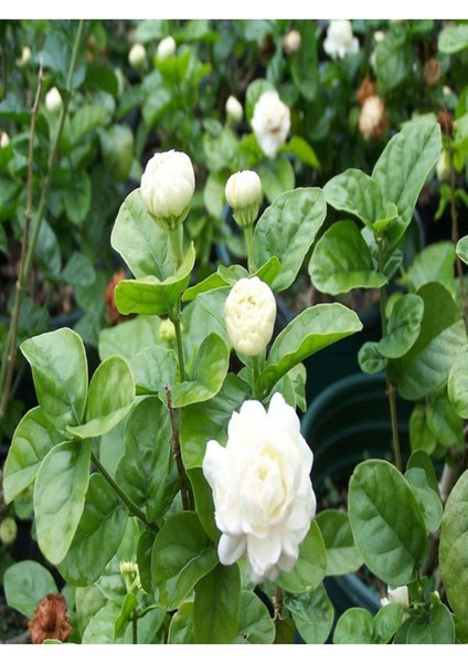 Katmerli Ful Yasemin Kokulu Saksılı fiyatları