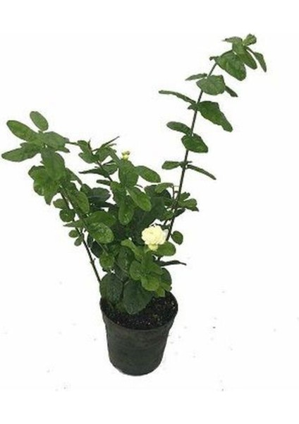 Katmerli Ful Yasemin Kokulu Saksılı indirimleri