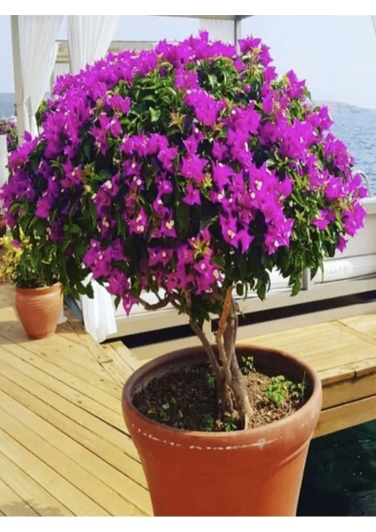Videolu Mor Renkli 1 Adet Bodur Begonvil Çiçeği Saksılı 30-60 cm (Bougainvillea Flower)
