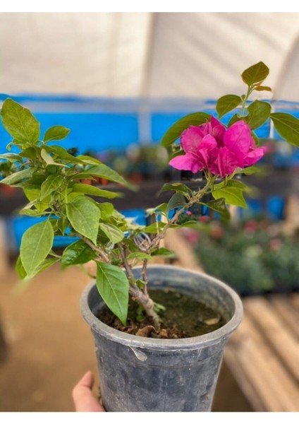 Videolu Mor Renkli 1 Adet Bodur Begonvil Çiçeği Saksılı 30-60 cm (Bougainvillea Flower)