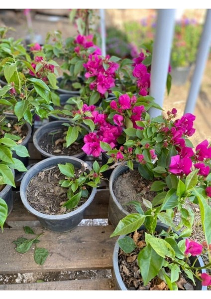 Videolu Mor Renkli 1 Adet Bodur Begonvil Çiçeği Saksılı 30-60 cm (Bougainvillea Flower)
