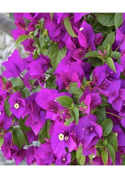 Videolu Mor Renkli 1 Adet Bodur Begonvil Çiçeği Saksılı 30-60 cm (Bougainvillea Flower)