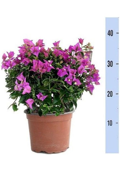 Videolu Mor Renkli 1 Adet Bodur Begonvil Çiçeği Saksılı 30-60 cm (Bougainvillea Flower)