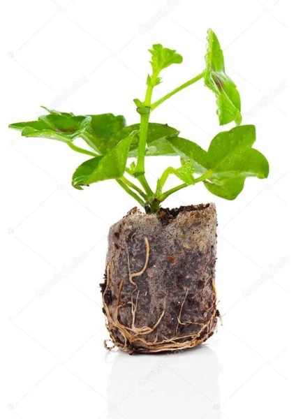 Videolu Karışık Renkli Canlı 2 Adet Sardunya Fidesi 20-40 cm Saksılı (Geranium)