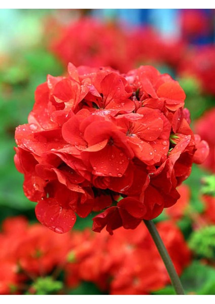 Videolu Karışık Renkli Canlı 2 Adet Sardunya Fidesi 20-40 cm Saksılı (Geranium)