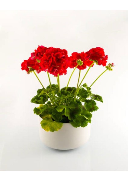 Videolu Rengarenk 4 Adet Sardunya Çiçeği Fidanı 15-30 cm Saksılı (Geranium)