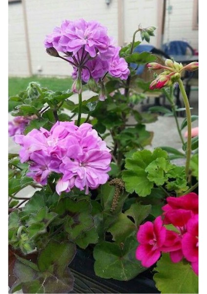 Videolu Rengarenk 4 Adet Sardunya Çiçeği Fidanı 15-30 cm Saksılı (Geranium)