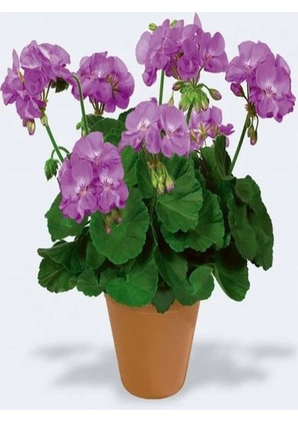 Videolu Rengarenk 4 Adet Sardunya Çiçeği Fidanı 15-30 cm Saksılı (Geranium)