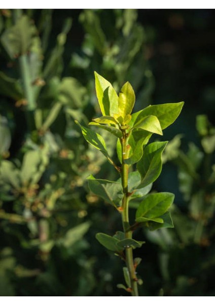 Videolu Mis Kokulu 1 Adet Defne Ağacı Fidanı 20-30 cm Tüplüsaksılı (Laurel Tree Sapling)