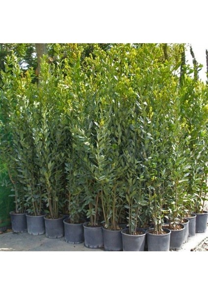 Videolu Mis Kokulu 1 Adet Defne Ağacı Fidanı 20-30 cm Tüplüsaksılı (Laurel Tree Sapling)