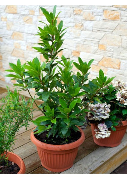 Videolu Mis Kokulu 1 Adet Defne Ağacı Fidanı 20-30 cm Tüplüsaksılı (Laurel Tree Sapling)