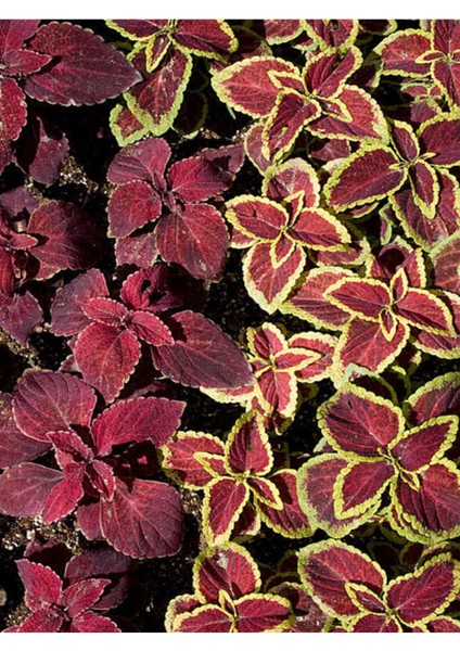 Videolu 6 Adet Mini Karışık Çeşit Yaprak Güzeli 10-20 cm Saksılı Çiçekli Bodur Bitkiler Coleus modelleri