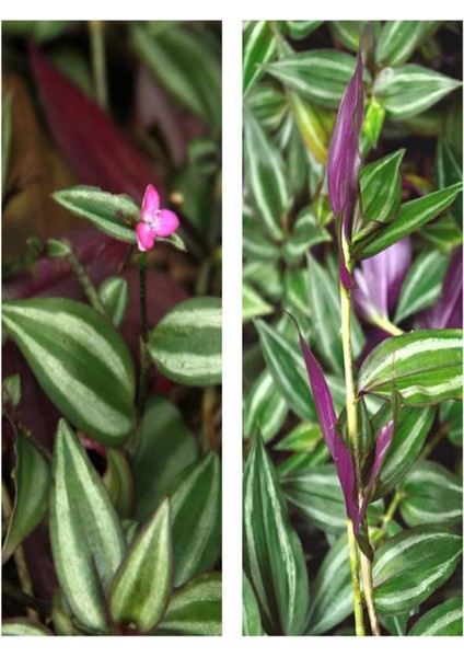 Videolu Beyaz Alacalı Telgraf Çiçeği 10-15 cm Saksılı Çiçekli Bodur Bitkiler Tradescantia Albiflora modelleri