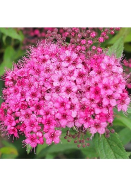 Videolu 3 Adet Pembe Ispirya Çiçeği Fidanı 40-60 cm Saksılı Çiçekli Bodur Spiraea Vanhouttei
