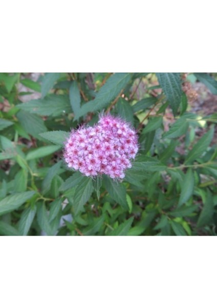 Videolu 3 Adet Pembe Ispirya Çiçeği Fidanı 40-60 cm Saksılı Çiçekli Bodur Spiraea Vanhouttei