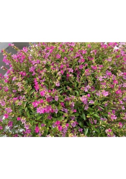 Pembe Kufeya Çiçeği 40 cm Fidanı