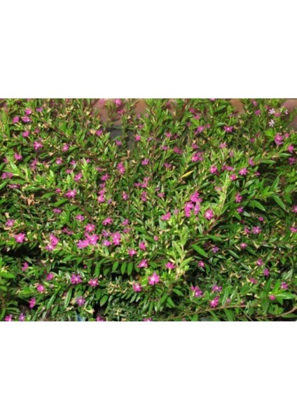 Pembe Kufeya Çiçeği 40 cm Fidanı