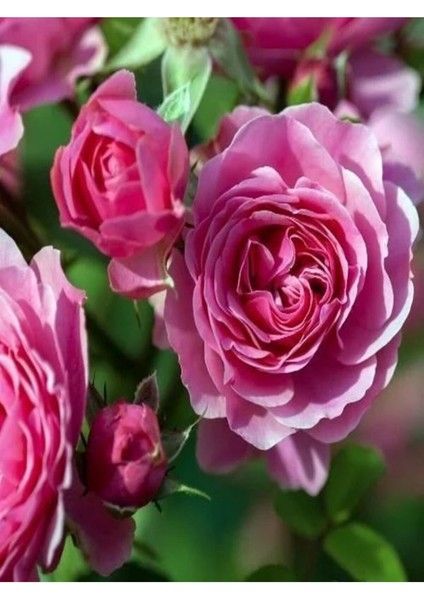 Videolu Pembe 1 Adet Bulgar Gülü Fidanı 40-60 cm Saksılı (Bulgarian Sapling)
