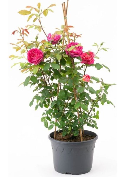 Videolu Pembe 1 Adet Bulgar Gülü Fidanı 40-60 cm Saksılı (Bulgarian Sapling)