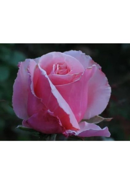 Videolu Pembe 1 Adet Bulgar Gülü Fidanı 40-60 cm Saksılı (Bulgarian Sapling)