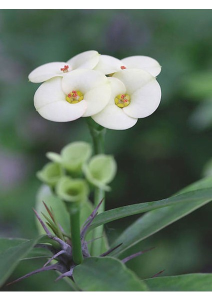 Videolu Milli Dikenler Tacı Sarı-Beyaz-Pembe-Kırmızı 4 Adet Saksılı 10 - 20 cm Salon Bitkisi(Euphorbia) modelleri