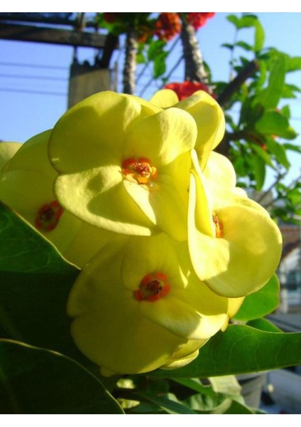 Videolu Milli Dikenler Tacı Sarı-Beyaz-Pembe-Kırmızı 4 Adet Saksılı 10 - 20 cm Salon Bitkisi(Euphorbia) indirimleri