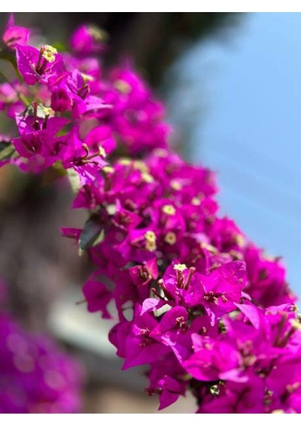 Videolu Fuşya Begonvil Çiçeği Fidesi 60-110 Saksılı Çiçekli Bodur Bitkiler (Bougainvillea Seedling)