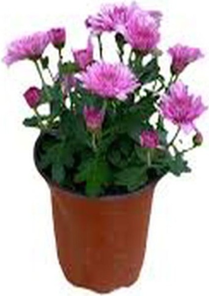 Videolu Rengarenk 3 Adet Kasımpatı Çiçeği Seti 15-30 cm Saksılı (Chrysanthemum) fiyatları
