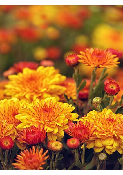 Videolu Rengarenk 3 Adet Kasımpatı Çiçeği Seti 15-30 cm Saksılı (Chrysanthemum) fırsatları