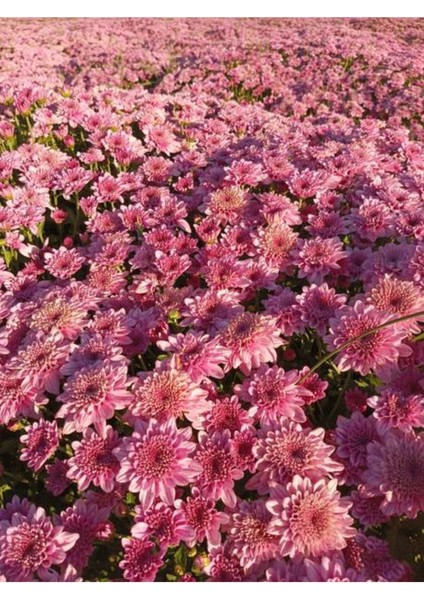 Videolu Rengarenk 3 Adet Kasımpatı Çiçeği Seti 15-30 cm Saksılı (Chrysanthemum) indirimleri