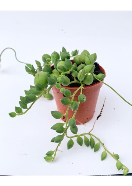 Tesbih Çiçeği Sukulent Senecio Tespih Çiçeği 5.5 cm Saksıda