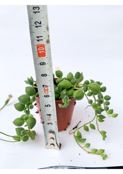 Tesbih Çiçeği Sukulent Senecio Tespih Çiçeği 5.5 cm Saksıda