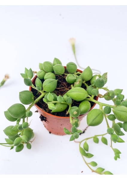 Tesbih Çiçeği Sukulent Senecio Tespih Çiçeği 5.5 cm Saksıda