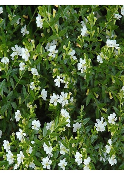 Videolu Bol Çiçekli 4 Adet Beyaz Kufea Çiçeği Fidanı 20-45 cm Saksılı (Kufeya Flower)