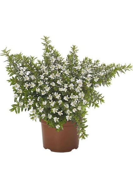 Videolu Bol Çiçekli 4 Adet Beyaz Kufea Çiçeği Fidanı 20-45 cm Saksılı (Kufeya Flower) fiyatları