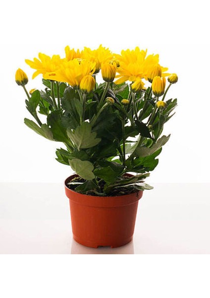Videolu Kasımpatı 4 Adet Pembe Sarı Turuncu Beyaz Saksılı 10-25 cm (Chrysanthemum) indirimleri