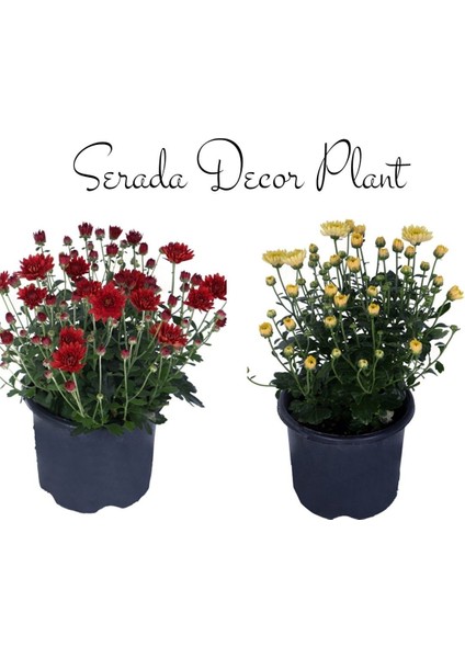 Videolu Kasımpatı Çiçeği 2 Adet Kırmızı Sarı Saksıda 15-30 cm İç Mekan Bitkisi (Chrysanthemum)
