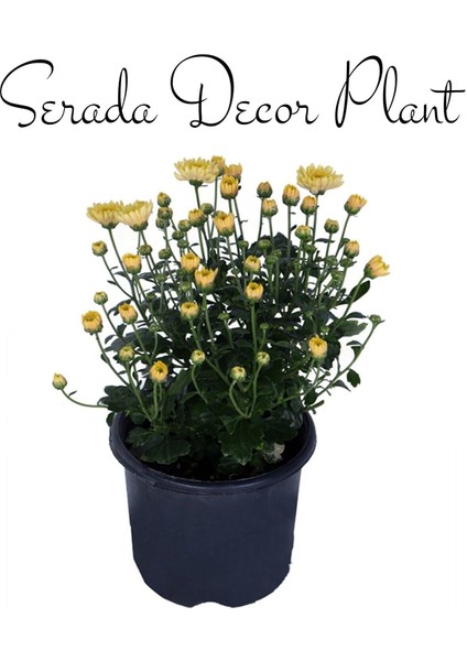 Videolu Kasımpatı Çiçeği 2 Adet Kırmızı Sarı Saksıda 15-30 cm İç Mekan Bitkisi (Chrysanthemum) modelleri