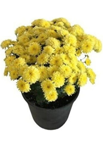 Videolu Karışık Renk Kasımpatı Krizantem Çiçeği 1 Adet Saksılı 10-20 cm (Chrysanthemum) modelleri