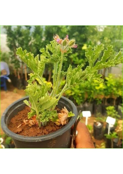 Videolu Muhteşem Kokulu 2 Adet Itır Fidesi 15-25 cm Saksılı (Rose Drop) modelleri