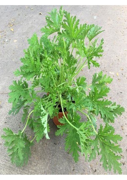 Videolu Muhteşem Kokulu 2 Adet Itır Fidesi 15-25 cm Saksılı (Rose Drop) fırsatları