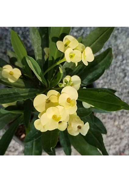 Videolu Muhteşem Sarı Renkli 1 Adet Milli Dikenler Tacı Çiçeği 15-25 cm Saksılı (Euphorbia)