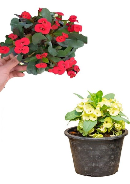 Videolu Sarı Kırmızı 2 Renk 2 Adet Milli Dikenler Tacı Çiçeği 15-30 cm Saksılı (Euphorbia)